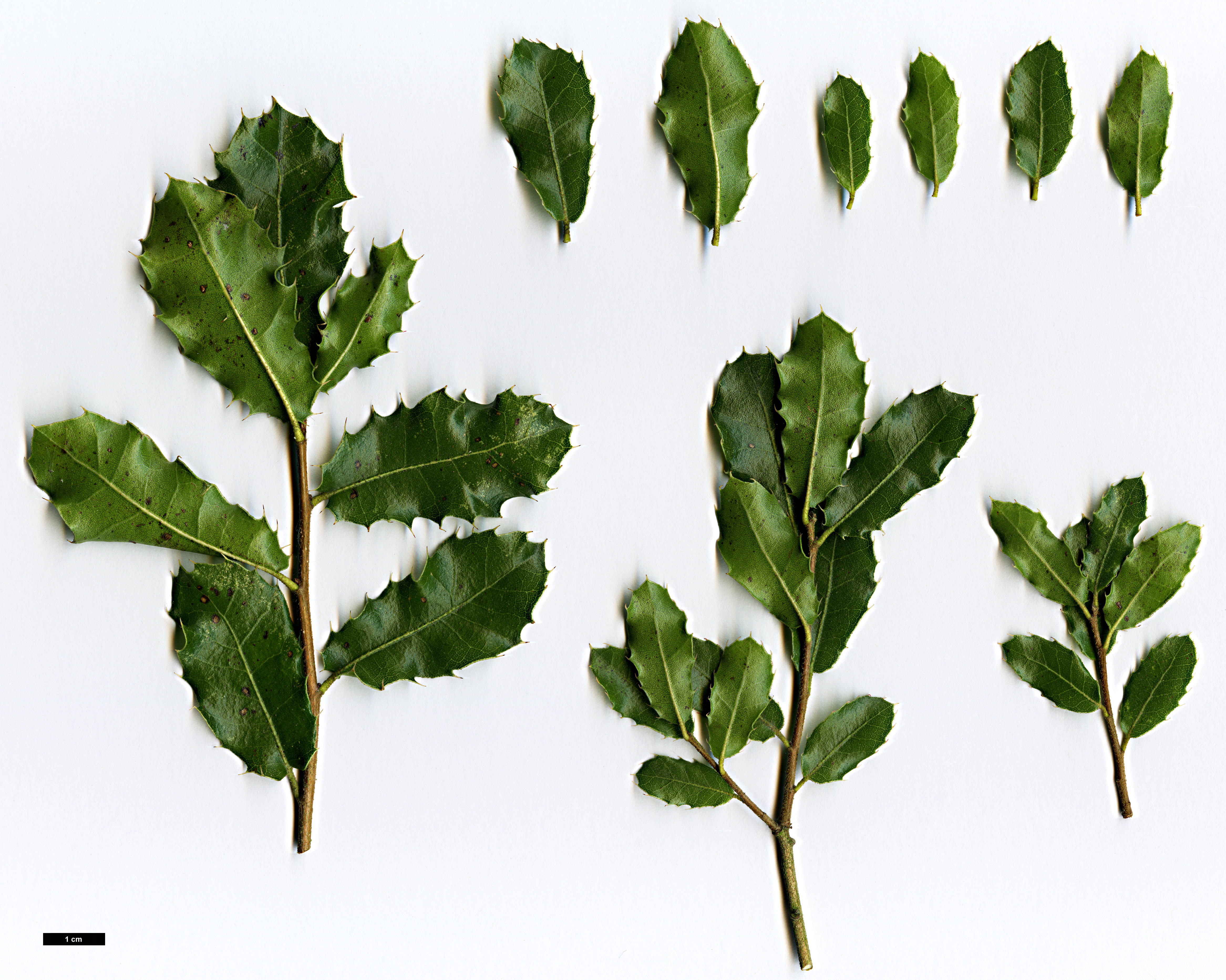 High resolution image: Family: Fagaceae - Genus: Quercus - Taxon: coccifera - SpeciesSub: subsp. rivasmartinezii